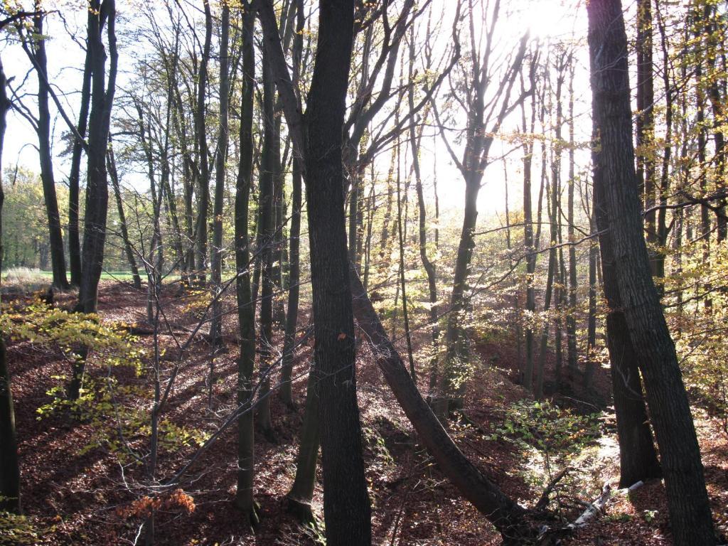 Hotel-Cafe "Schauinsland" Horn-Bad Meinberg Bagian luar foto